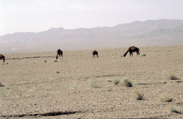 Iran, Yazd, Kamele
