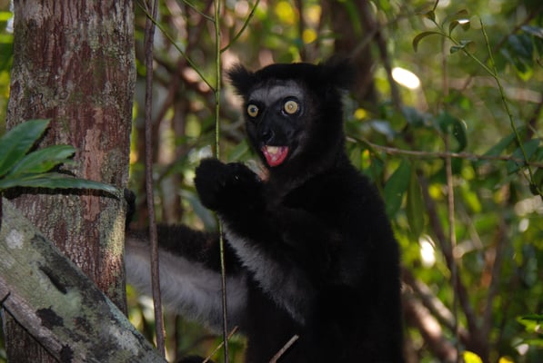 Madagaskar, Akanin ny Nofy, Besuch des Reservates Palmarium,  Indri Indri, größte Lemurenart