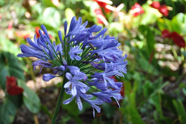 Madeira, Funchal, Villa Quitas das Cruzas, Jardins do Lago