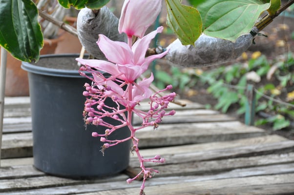 Madeira, Funchal, Orchideengarten, Quinta da Boa Vista