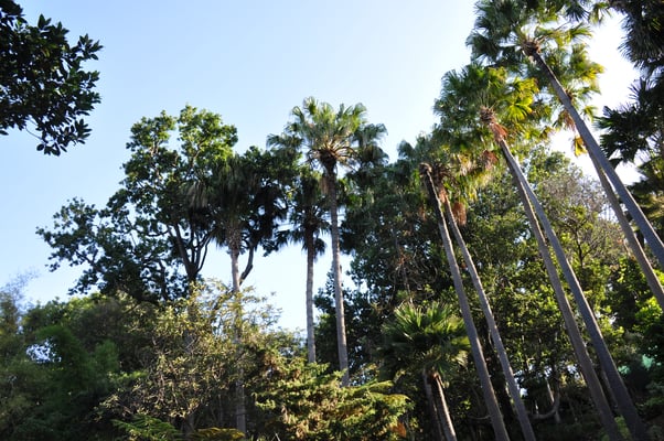 Madeira, Funchal, Botanischer Garten