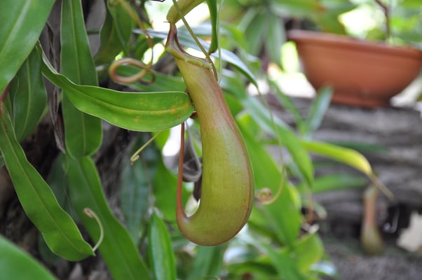 Madeira, Funchal, Villa Quitas das Cruzas, Jardins do Lago
