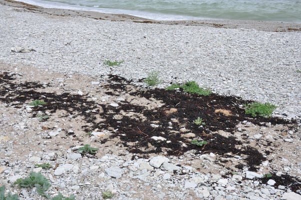 Schweden, Gotland, Jungfruklint, Gotlands, höchste Kalksäule