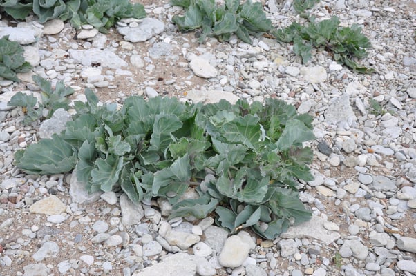 Schweden, Gotland, Jungfruklint, Gotlands, höchste Kalksäule