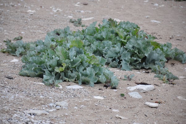 Schweden, Gotland, Jungfruklint, Gotlands, höchste Kalksäule