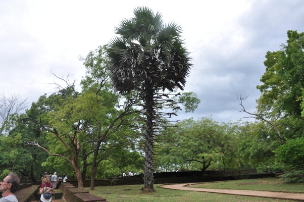 Sri Lanka, Polonnaruwa, Ruinenstadt