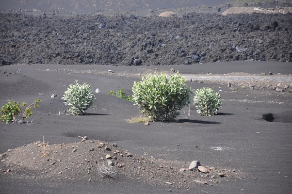 Kap Verden, Insel Fogo, Cha das Caldeiras, Pico Grande