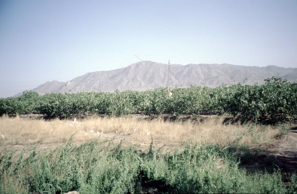 Iran, Mandelbaumplantage