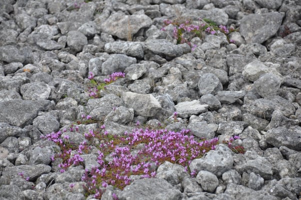 Schweden, Insel Farö, Rauk Gebiete