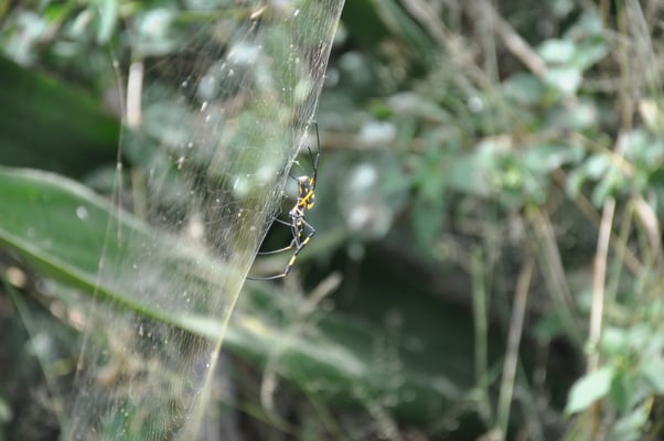 Kap Verden, Insel Santiago, Assomada, Aussichtsplattform, Spinne