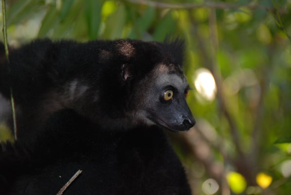 Madagaskar, Akanin ny Nofy, Besuch des Reservates Palmarium,  Indri Indri, größte Lemurenart