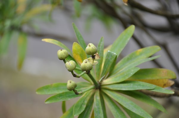 Kap Verden, Insel Santiago, Nationalpark "Serra Malagueta"