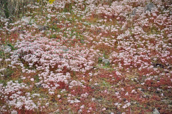 Schweden, Öland, Eketorps Borg, Wikinger Museum