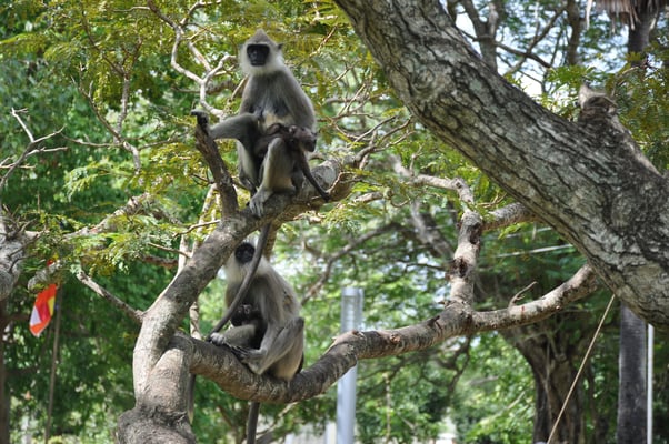 Sri Lanka: Anuradhapura, Affen in der Tempelanlage