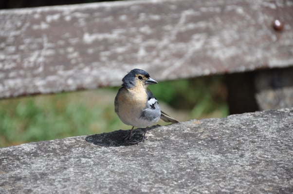 Madeira, Wanderung Levada da Reibeira da Janela