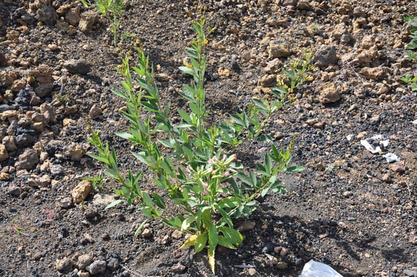 Kap Verden, Insel Fogo, Cha das Caldeiras, Pico Grande