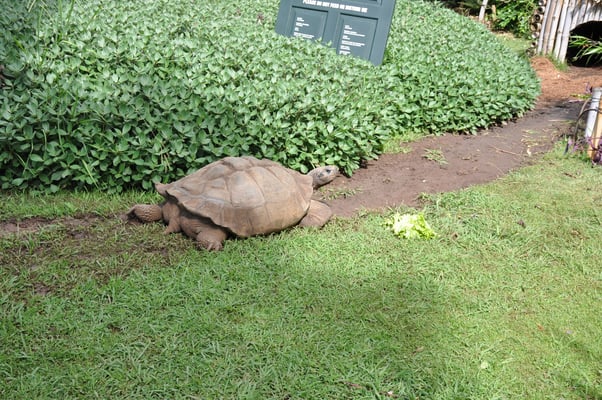 Madeira, Funchal, Villa Quitas das Cruzas, Jardins do Lago