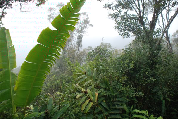 Madagaskar, Regenwald 