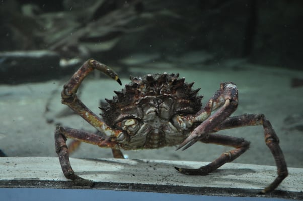 Irland, Halbinsel Dingle, Hauptstadt Dingle mit Aquarium