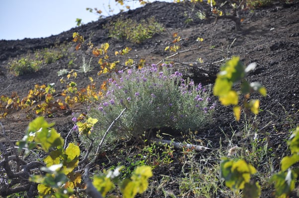 Kap Verden, Insel Fogo, Cha das Caldeiras, Pico Grande