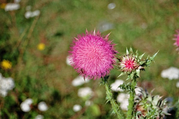 Georgien, Kreuzpass, "Sattel des Kaukasus"
