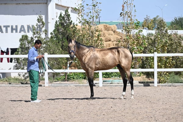 Turkmenistan, Ashgabad, Gestüt der Achal Tekkiner Pferde