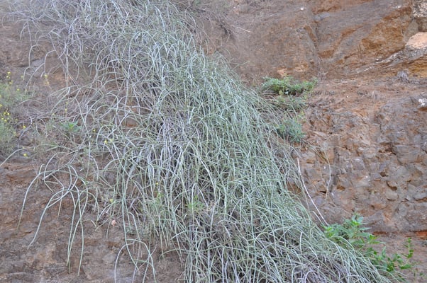 Kap Verden, Insel Santo Antao