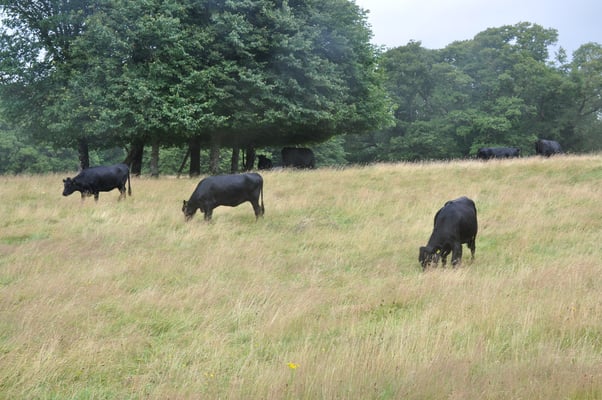 Irland, Muckross House mit Garten