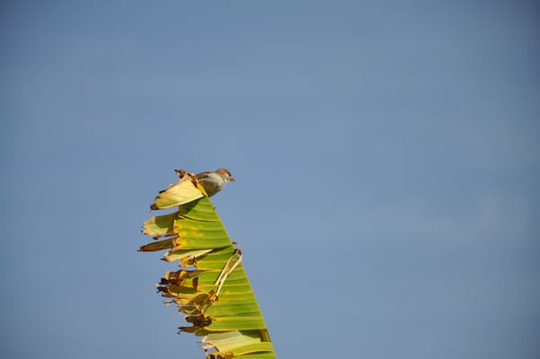 Kap Verden, Insel Santo Antao
