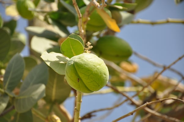 Kap Verden, Insel Fogo, Sao Felipe