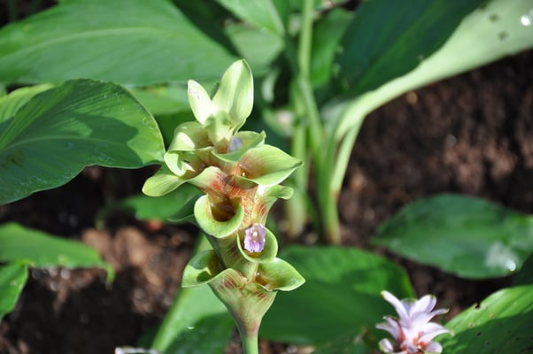 Madeira, Funchal, Botanischer Garten