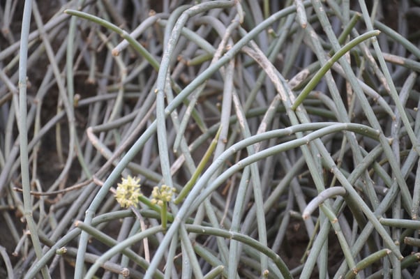 Kap Verden, Insel Santo Antao