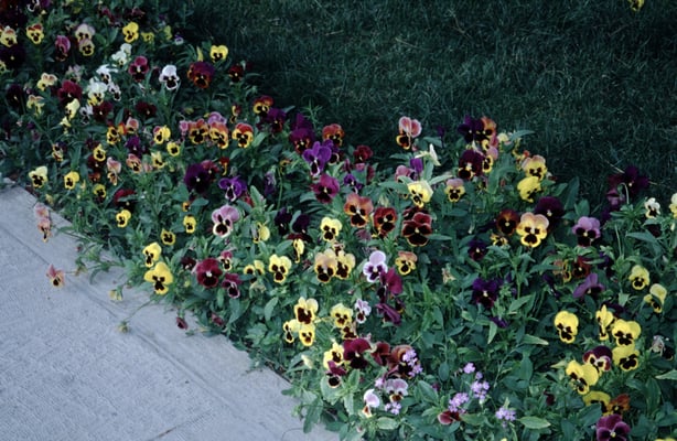 Iran, Shiraz, Grabmahl des Dichters Hafiz