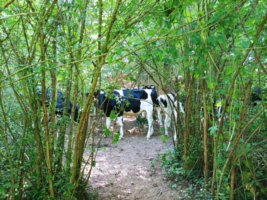 Nos vaches à l'ombre