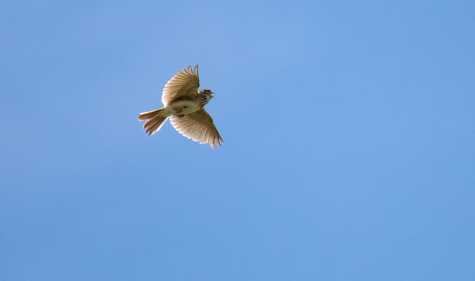 Feldlerche im Singflug bei Töding (Foto: Fred Gruber, 15.06.2022)