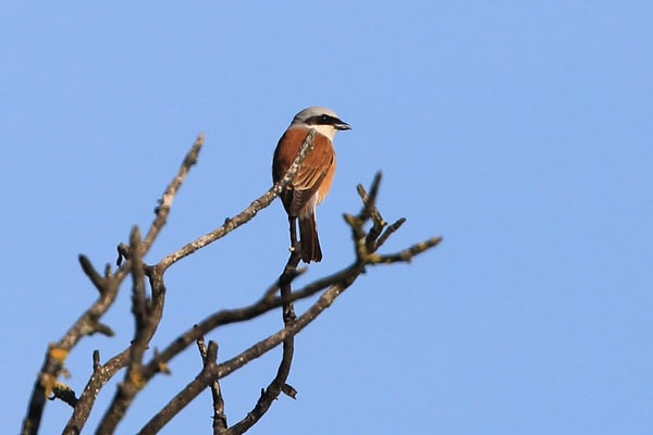 Neuntöter (m) (Foto: Joachim Aschenbrenner)