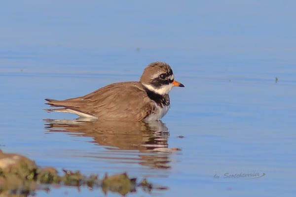 Sandregenpfeifer (Foto: Norbert Geisberger)