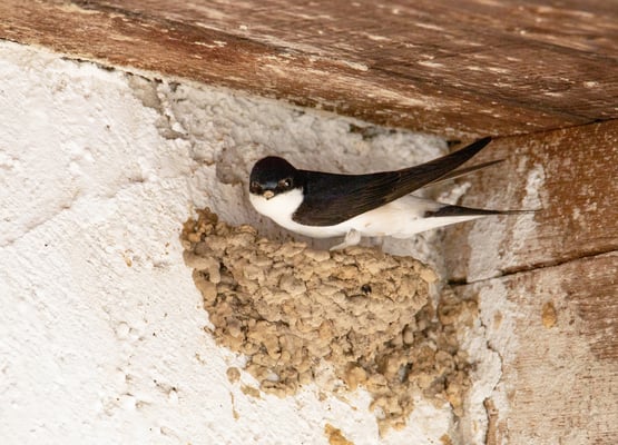 Mehlschwalbe am Nest (Foto: Fred Gruber)