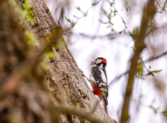 Männlicher Buntspecht (Foto: Fred Gruber)