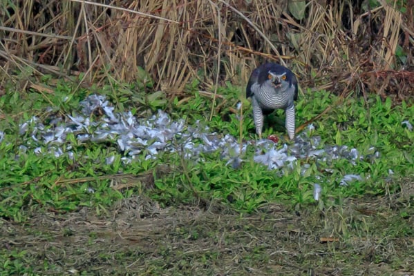 Habicht an der Rupfung (Foto: Norbert Geisberger)