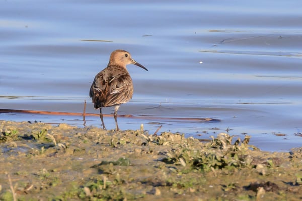 Alpenstrandläufer Kiesabbaugebiet Mamming (Foto: Norbert Geisberger)