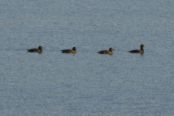 4 Samtenten am Dingolfinger Stausee (Foto: Norbert Geisberger)