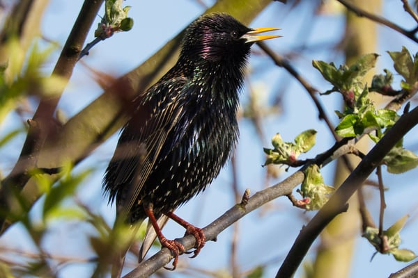 Star (Foto: Joachim Aschenbrenner)
