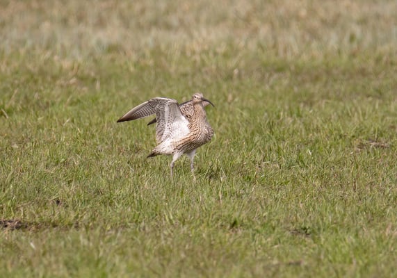 Großer Brachvogel (Foto: Fred Gruber)