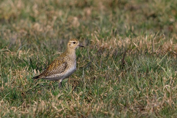 Goldregenpfeifer (Foto: Norbert Geisberger)