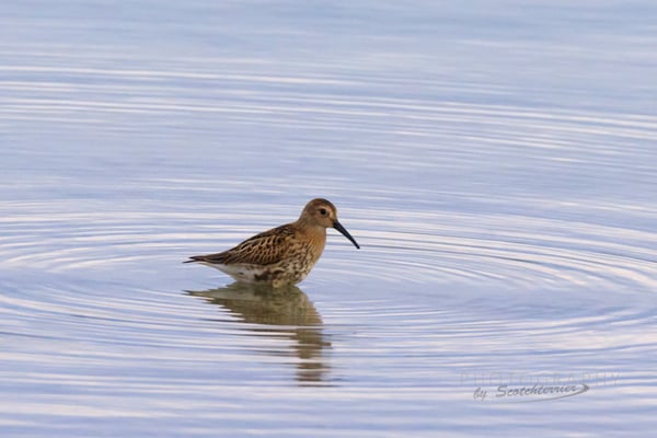 Norbert Geisberger: Alpenstrandläufer am Mossandlweiher