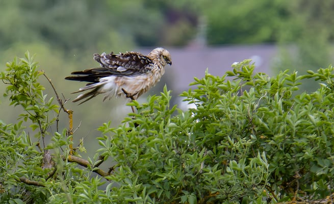 Rohrweihe (Foto: Fred Gruber)