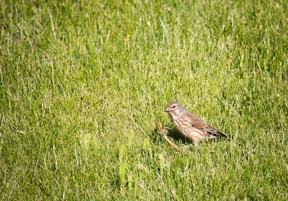 Bluthänfling (weibl.) (Foto: Fred Gruber)