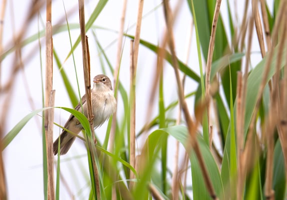 Teichrohrsänger (Foto: Fred Gruber)