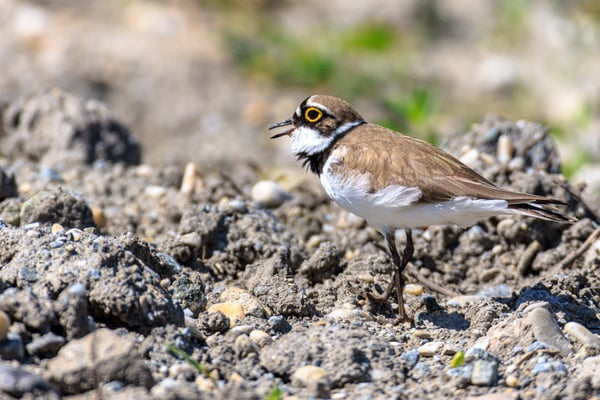 Flussregenpfeifer (Foto: Norbert Geisberger)